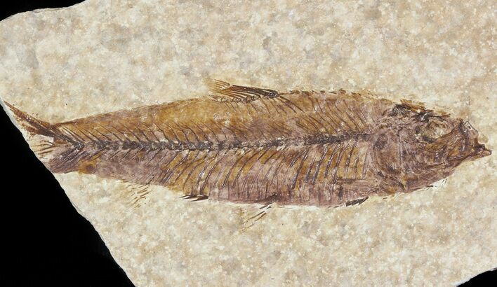Small, Knightia Fossil Fish - Wyoming #47508